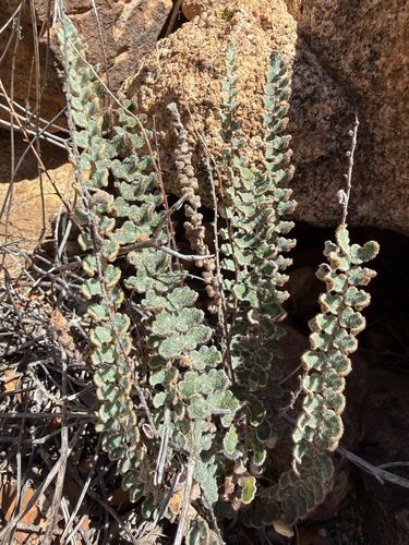 Hybrid Cloakfern