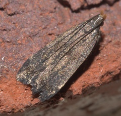 Dichomeris juncidella