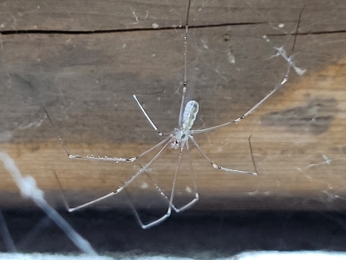 Long-bodied Cellar Spider