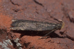 Dichomeris juncidella