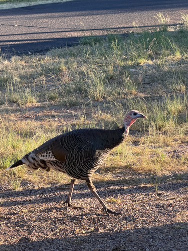 Wild Turkey