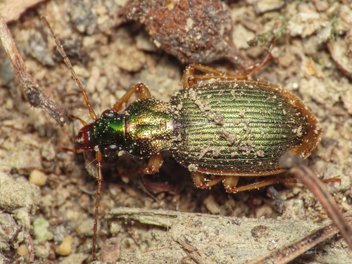Chlaenius vestitus observed 2026-10-11