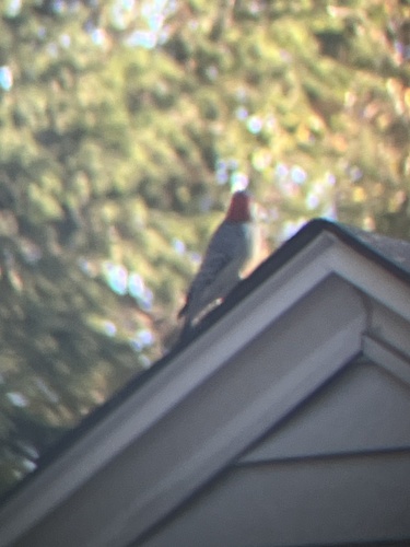 Red-bellied Woodpecker