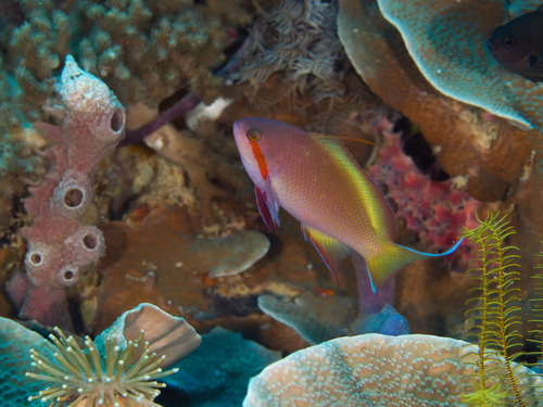 Pseudanthias huchtii observed 2026-10-11