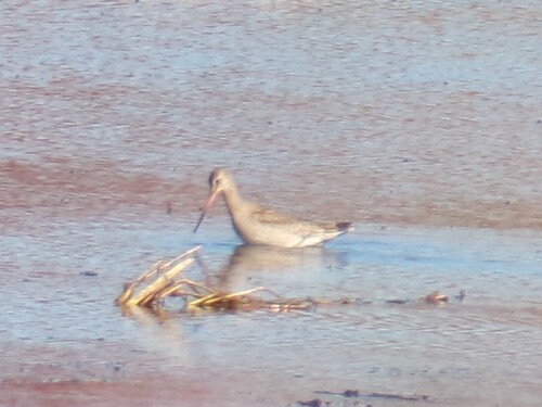Hudsonian Godwit