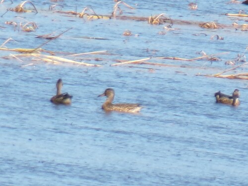Green-winged Teal