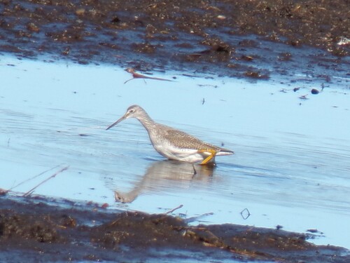 Greater Yellowlegs