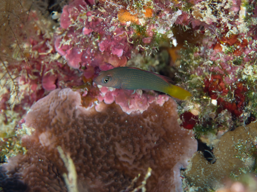 Pseudochromis marshallensis observed 2026-10-11