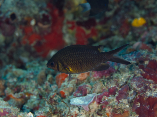 Chromis weberi observed 2026-10-11