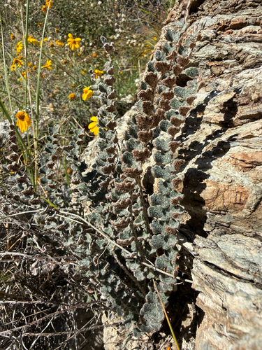 Hybrid Cloakfern