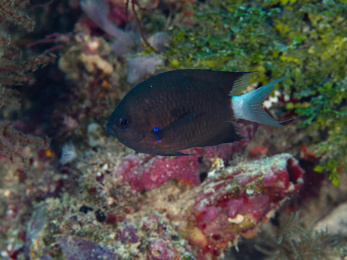 Chromis caudalis observed 2026-10-11