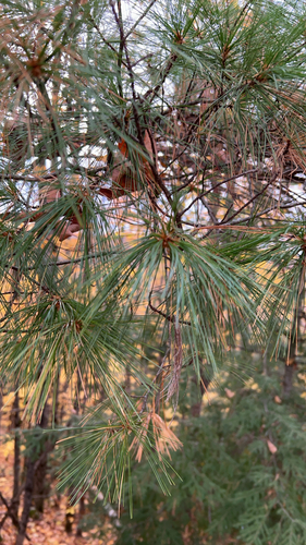 eastern white pine