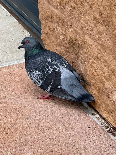 Feral Pigeon