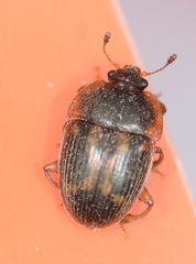 Stelidota geminata
