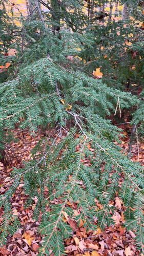 eastern hemlock