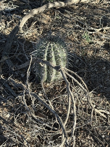 saguaro