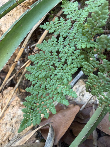 Myriopteris fendleri, 2026-10-15