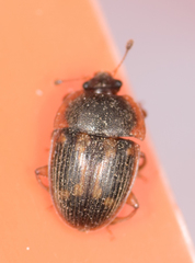 Stelidota geminata