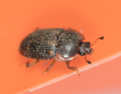 Stelidota geminata