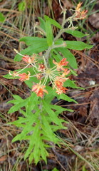 Asclepias tuberosa image