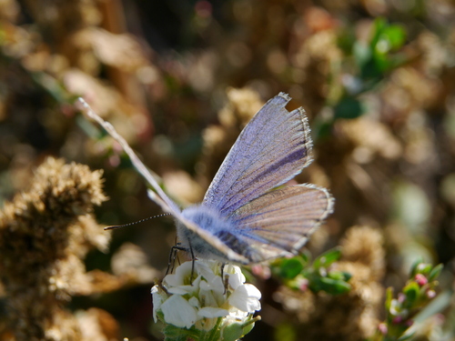 Common Blue