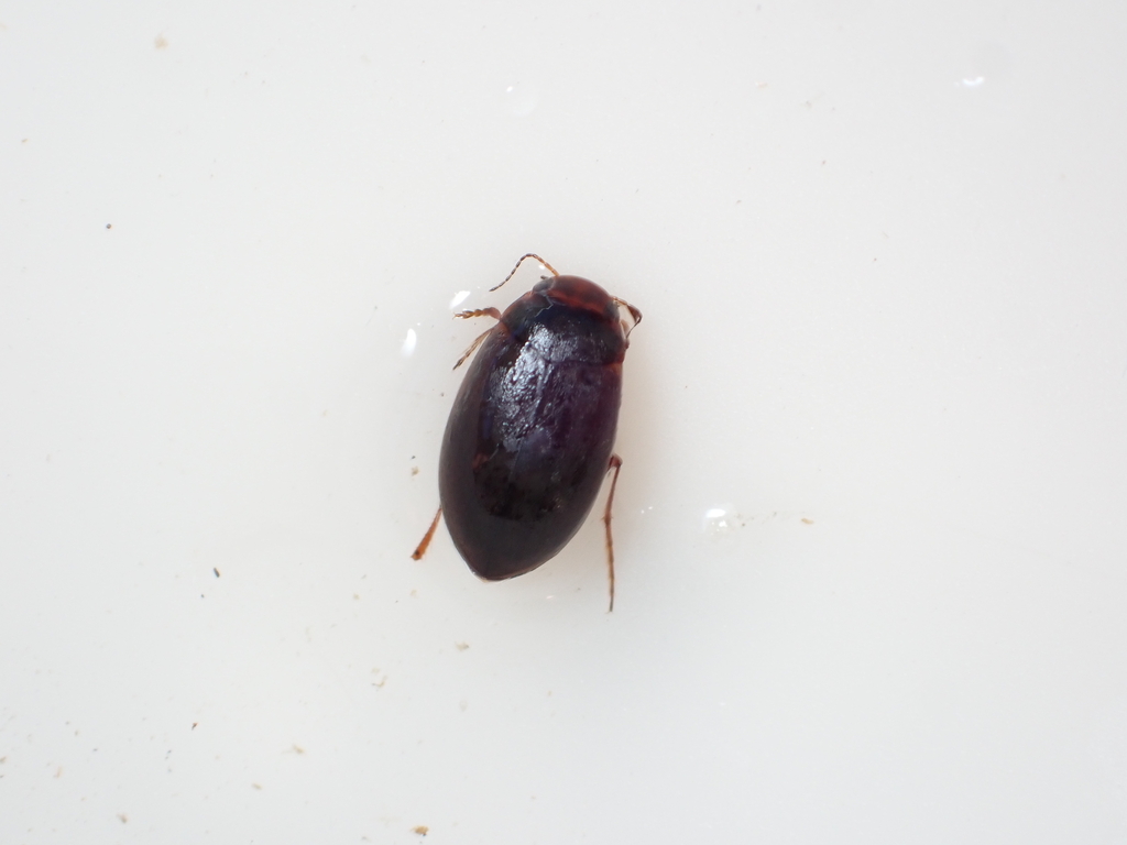 Hydroporus notabilis