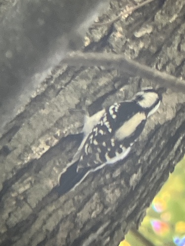 Downy Woodpecker
