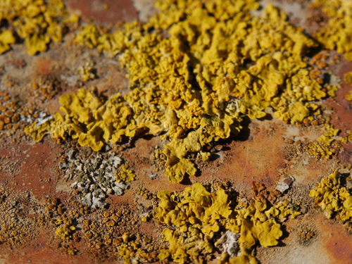Common Sunburst Lichen