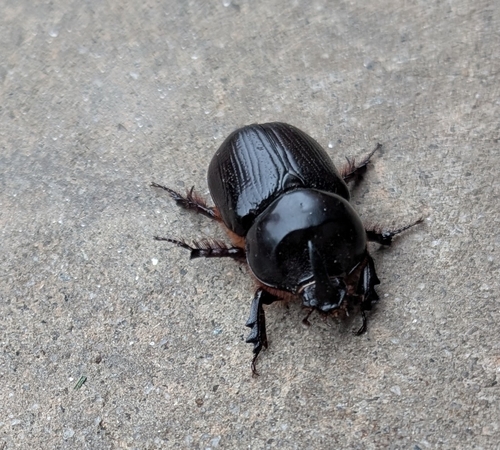 Eastern Rhinoceros Beetle
