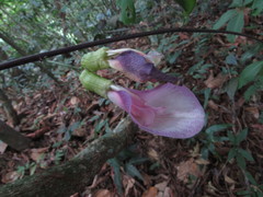 Clitoria dendrina