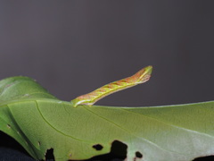 Pingasa ruginaria pacifica