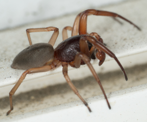 Bull-headed sac spider photo 2