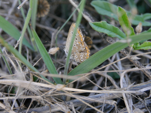 Brown Argus
