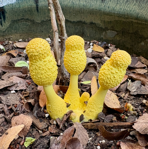 flowerpot parasol