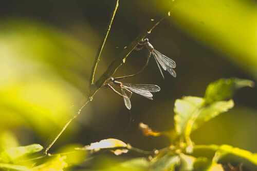 Western Willow Spreadwing