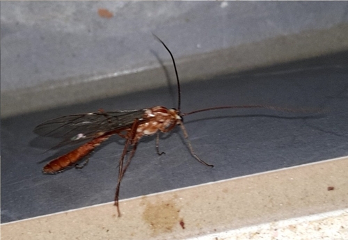 Ophion obscuratus