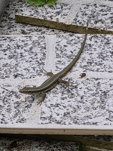 Madeira Lizard