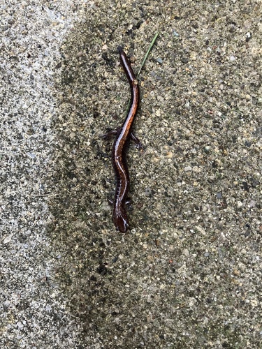 Eastern Red-backed Salamander