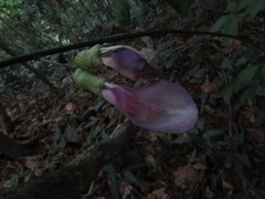 Clitoria dendrina