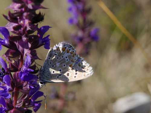 Adonis Blue