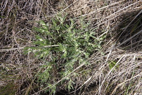 Lithospermum incisum
