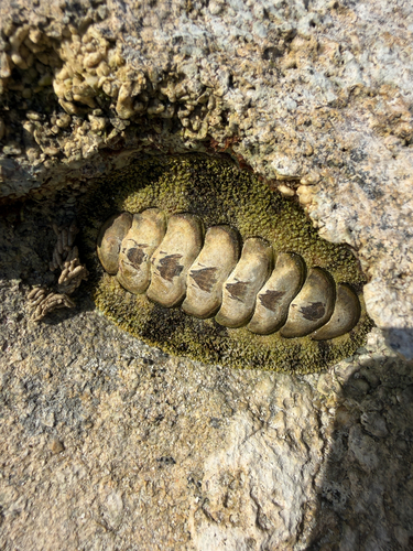 Acanthopleura gemmata observed 2026-10-13