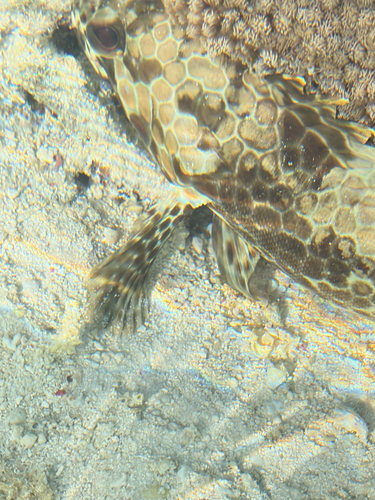 Epinephelus quoyanus observed 2026-10-13