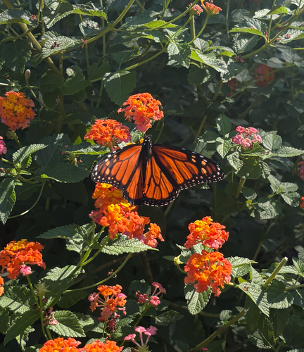 Monarch