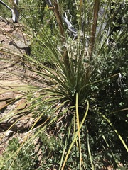 Nolineae