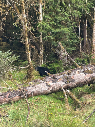 Black Bear sighting near Skeena-Queen Charlotte
