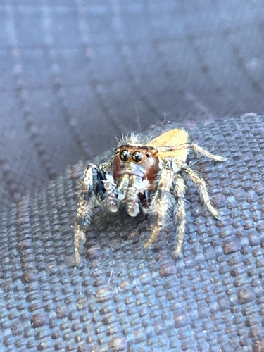 Colonus hesperus