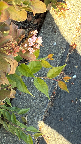 Zelkova serrata observed 2026-10-15