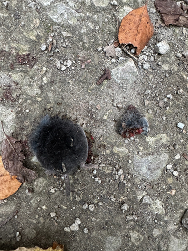 Northern Short-tailed Shrew observed by camchev