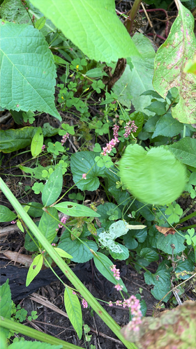 low smartweed